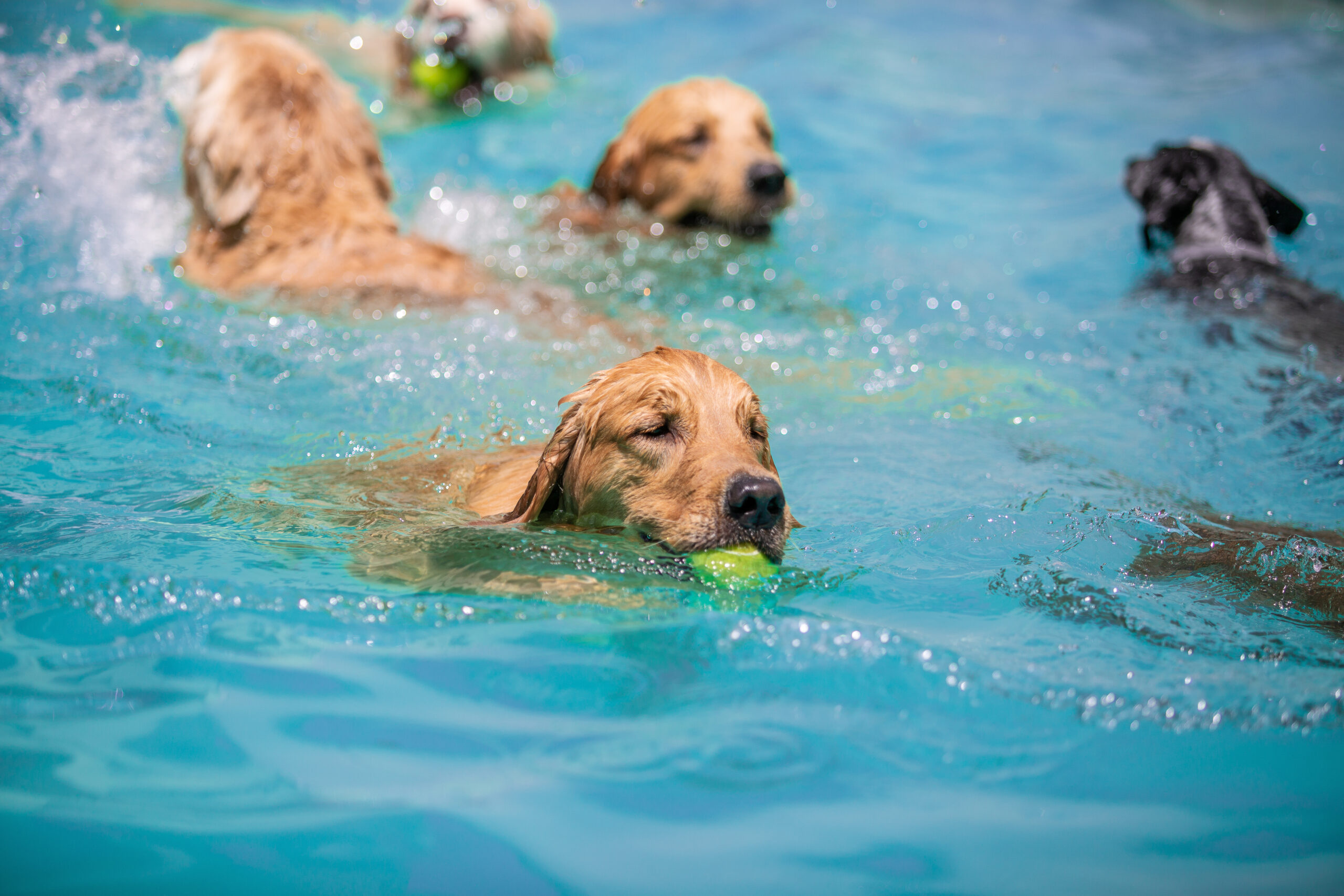 Evento de dia das crianças no Patinhas Urbanas contará com doação de sangue, adoção responsável e muita diversão
