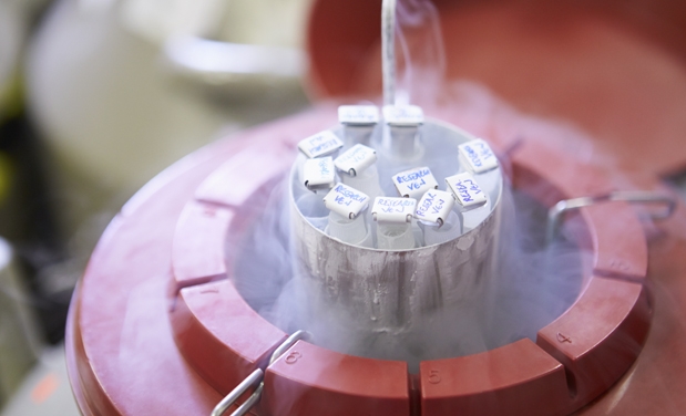 Congelamento de óvulos, saiba mais